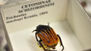 Native Australian orange and black-striped beetle