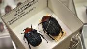 Native Australian Beetles, black and red in colour