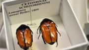 Black and golden brown beetles