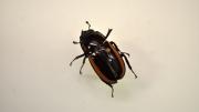 Australian black and brown beetle