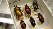  Box of Australian Golden Stag Beetles