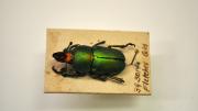 Australian Golden Stag Beetle