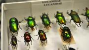 Box of shiny green - brown beetles