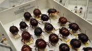 Box of brown bulbous Australian beetles