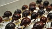 Box of brown bulbous Australian beetles