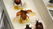 Box of brown bulbous Australian beetles with wings expanded