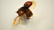 Brown bulbous Australian beetle with wings expanded