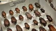 Box of large brown Australian beetles