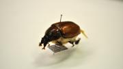 Brown Australian beetle