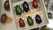 Box of green, red and blue coloured Australian beetles