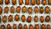 Box of light brown Australian beetles