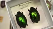 Shiny green Australian beetles