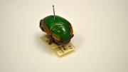 Gold and green Australian beetle