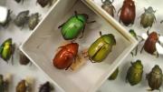 A green, yellow and red beetle in a box