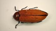 Reddish-brown coloured Australian beetle