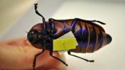 Underside of a native Australian beetle