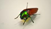 Shiny green and brown Australian beetle