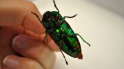 Underside of an Australian shiny green beetle