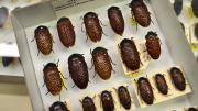 Box of brown Australian beetles