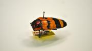 Orange and black Australian beetle