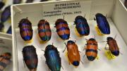 Stripy colourful Australian beetles