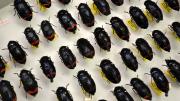 Box of black and red coloured Australian beetles