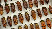 Box of brown/orange coloured Australian beetles