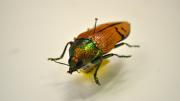 Shiny green and orangey coloured beetle