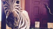 A taxidermy zebra.
