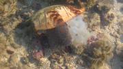 A Northern Baler shell depositing a large egg-case comprised of many capsules at Long Reef