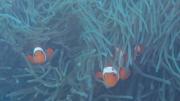 Western Clown Anemonefish