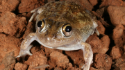 Frog on ground