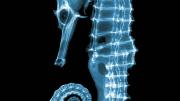 X-ray of Seahorse