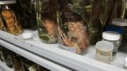 Preserved fish in a jar