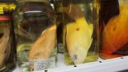 Preserved fish in a jar