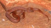 A small pink-ish coloured snake on a red rock