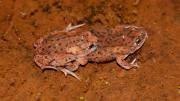 two small brown frogs mating in a pool of water