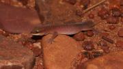 A small gecko on red-ish rocks and sand