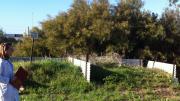 Two burial pits are covered in green grass and weeds with shrubs in the background during the morning