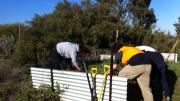 workers pull weeds from one of the burial pits