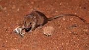 A small brown mammal eating a moth on red sand