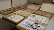 six boxes of pinned insects