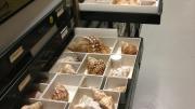 Trays of various mollusc species 
