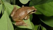 Frog on leaf