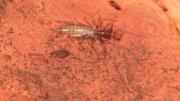 A small light-brown arachnid on a red rock