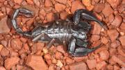 A large black scorpion on a red rock