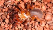 A large brown spider on red gravel