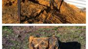 a specimen is dug up, it is wrapped up in green shade cloth