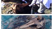 the green shade cloth is unwrapped and the skull of a beaked whale is revealed