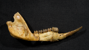 Kangaroo ancestor jaw